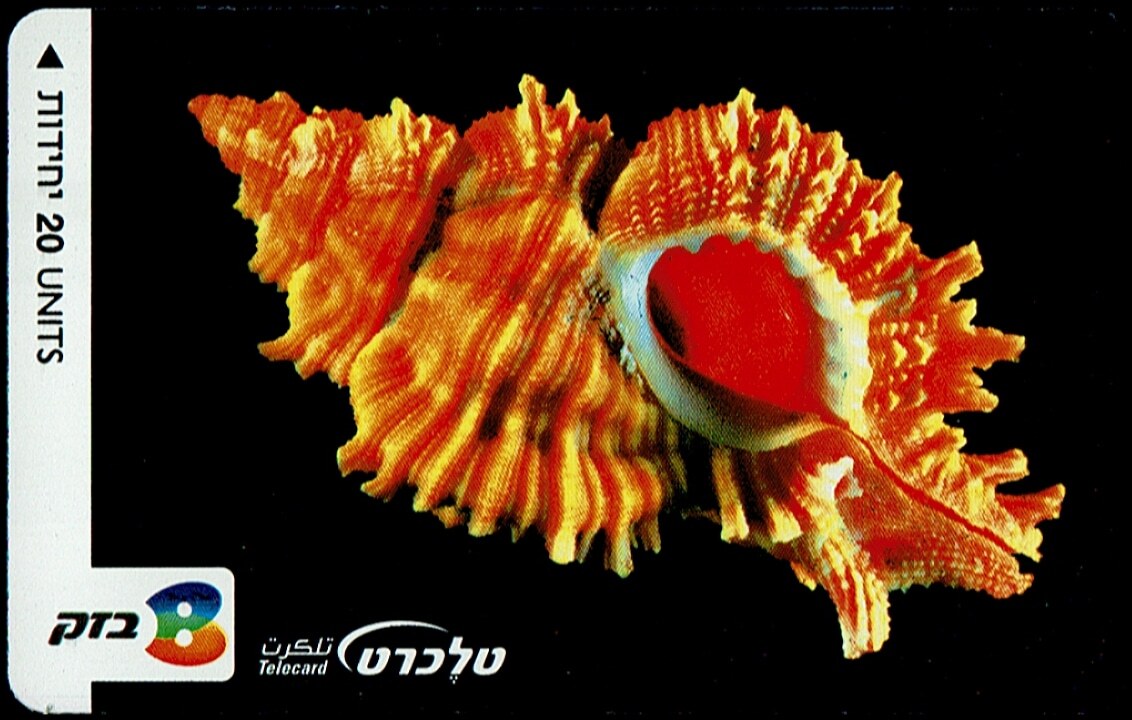 TCN 343 ארגמון קמוט טלקרד בזק וינטג' - קונכייה כתומה על רקע שחור, 20 יחידות | Vintage Bezeq Telecard - Orange Seashell on Black, 20 Units