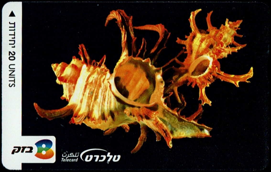 TCN 346 ארגמון מזרחי טלקרד בזק וינטג' - צדפים (קונכיות ים) על רקע שחור, 20 יחידות | Vintage Bezeq Telecard - Seashells on Black, 20 Units